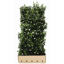 QuickHedge Sterjasmijnhaag